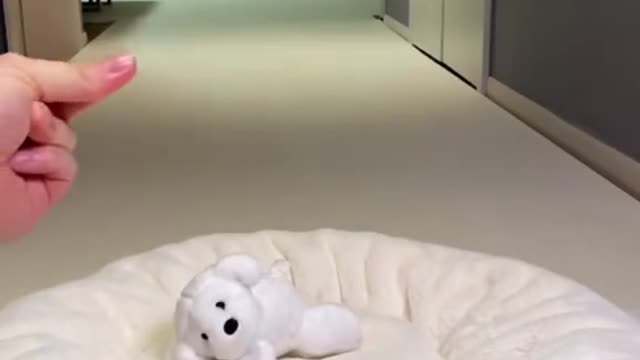 Nice dog and cuteš„°#dog