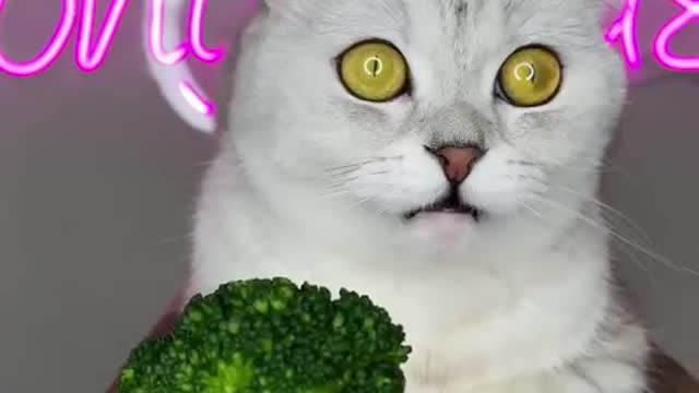 Cat react to brocccoli..smell like poop she says 🥲🤣