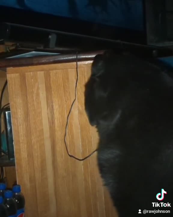 Milo barking at the TV