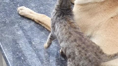 Cats and dog 😍love fights