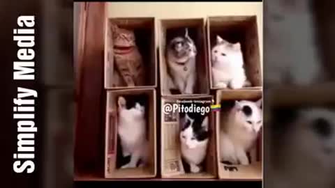 Funny cats 😂😂🤭