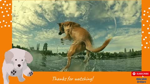 Lovely Cute Dog Taking a Bath::Adorable Critters