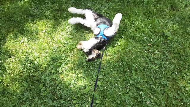 Puppy Loves Rolling in The Sun!