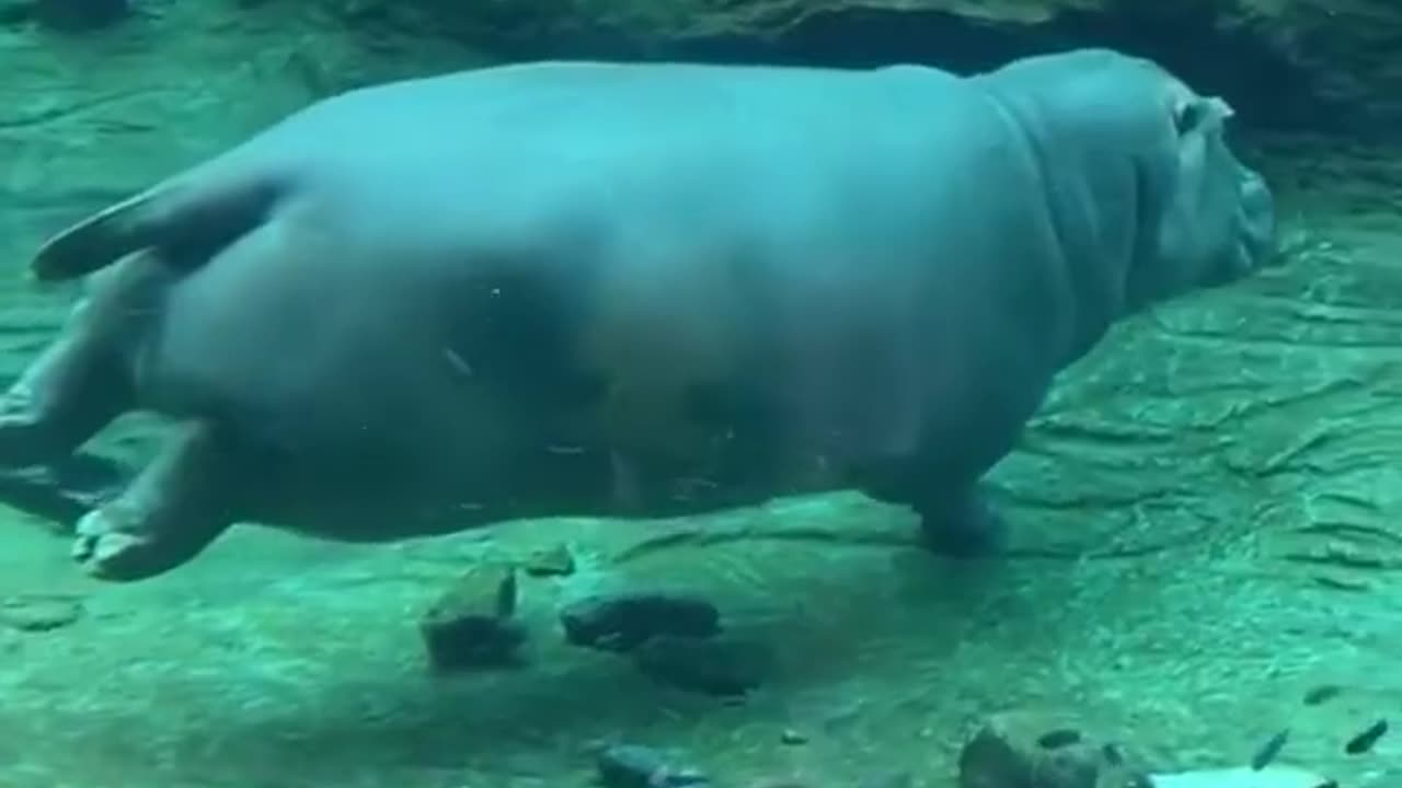 Hippos can’t technically swim, and their high density prevents them from floating.