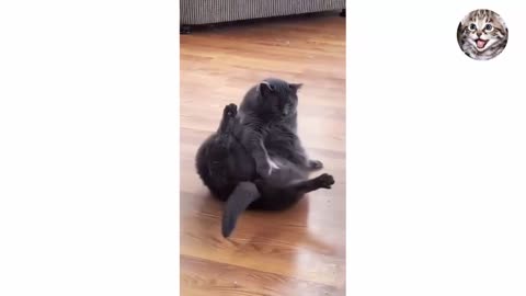 Funny Animal Videos 2022 | Funniest Animals Funny Video