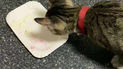 Cat chases after food tray