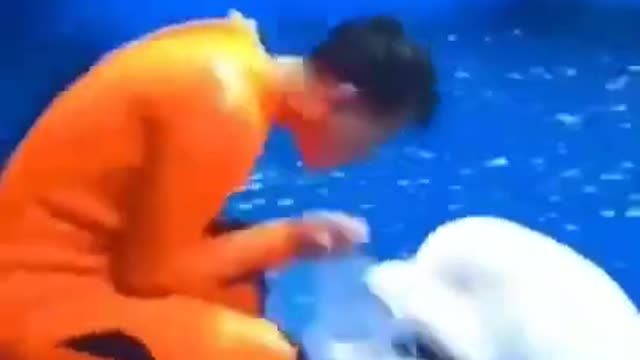 Cute And Funny Dolphin Videos | Cute Cats Videos | Animals Videos