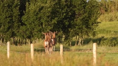 Deer Jumping Fence