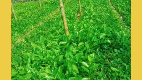 Assam tea estate.. seals for tea