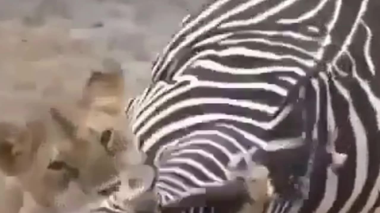 The lion eats the zebra alive 😱#shorts #animals #bigcat