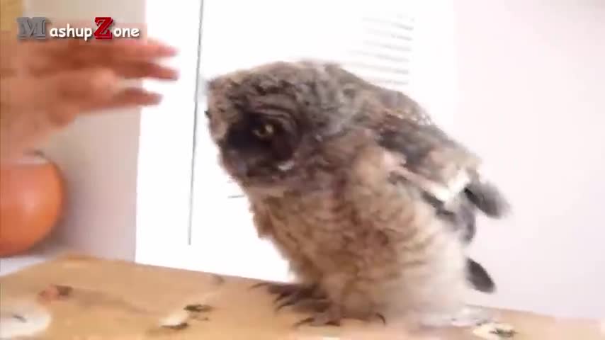 Owl - A Funny Owls And Cute Owls Compilation || NEW