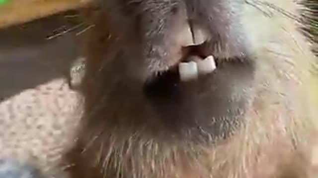 Capybara Loves Getting Neck Scratches -- ViralHog