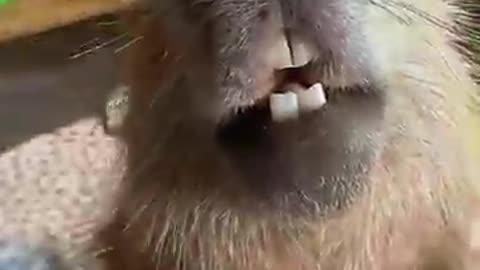 Capybara Loves Getting Neck Scratches -- ViralHog