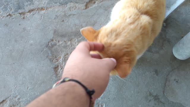 petting the cute stray kitten xd