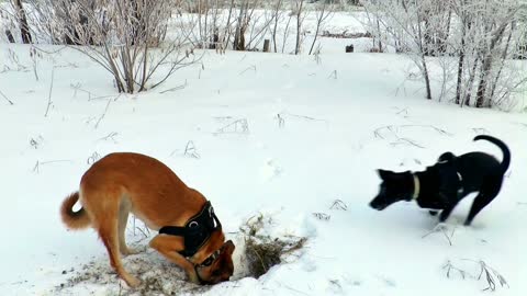 breed dogs playing in the snow. cute dog having fun in the snow