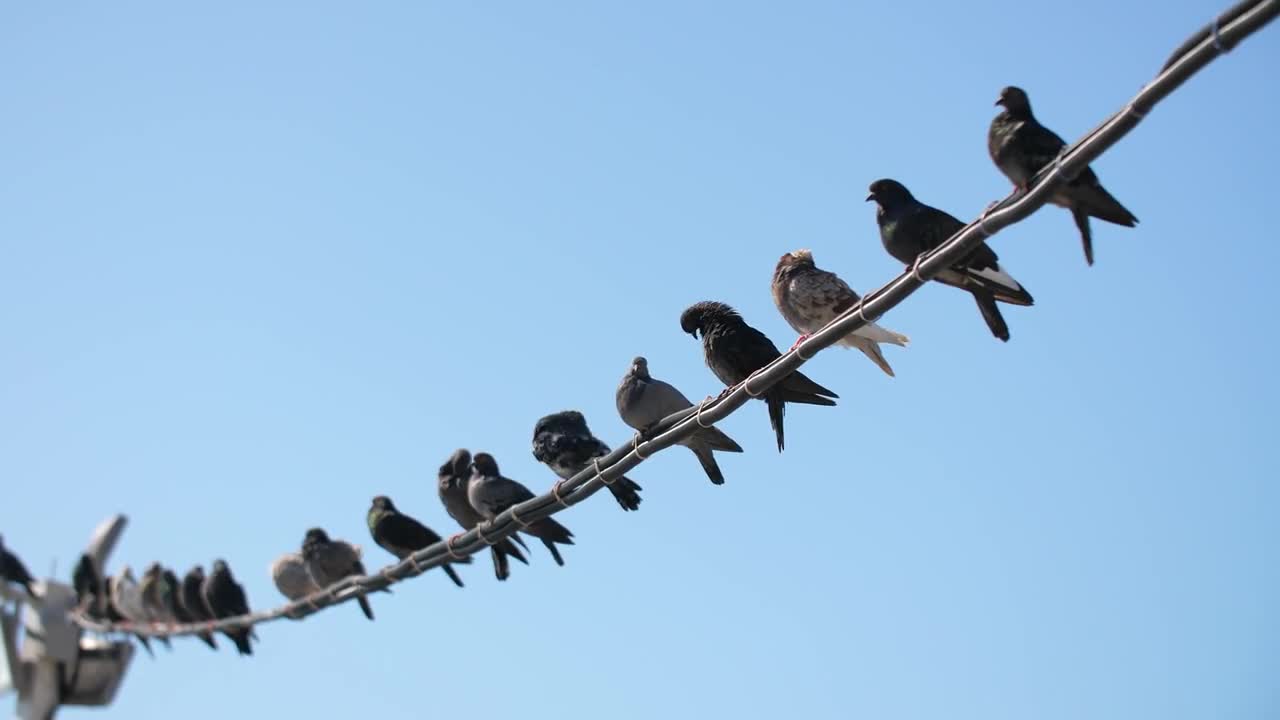 Pigeons sitting on electricity cable