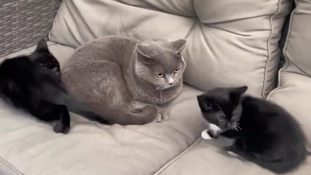 I got a new kitten and this is my cats reaction