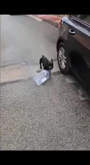 Funny Dog Clips To Watch #funny #trynottolaugh #cat #dog #memes #meme