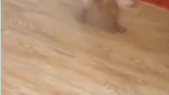 cute puppy playing with owner_ cute puppies playing with shoe 2021