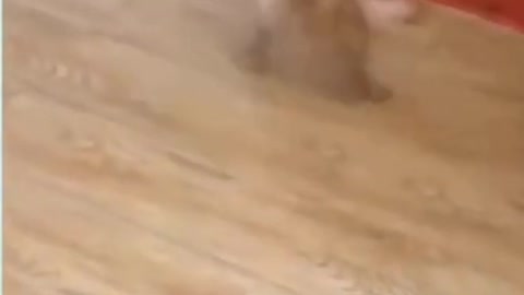 cute puppy playing with owner_ cute puppies playing with shoe 2021