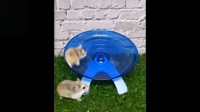 Cute And Funny Pets Compilation - Try Not To Laugh