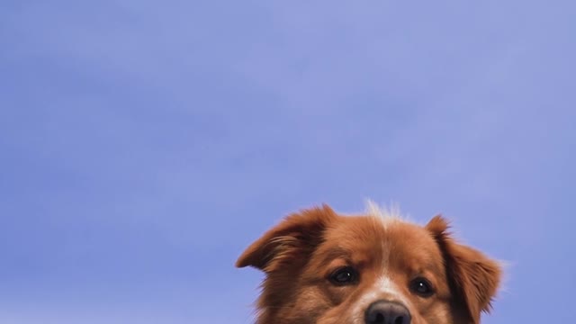 a-dog-lying-on-the-ground