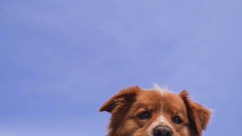 a-dog-lying-on-the-ground