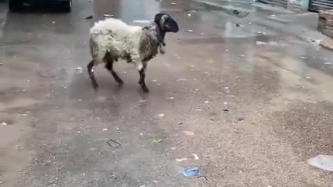 Goat vs Man