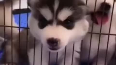 Cute Puppies Doing Funny Things 2021😍 | Fun with pets #shorts