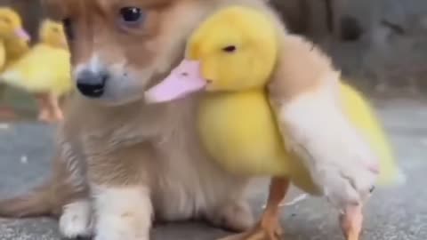 Cute puppy and duck bond