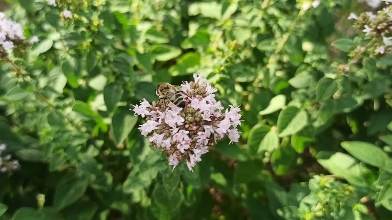 Schmetterling und Biene