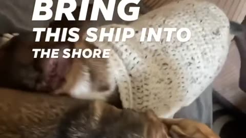 A dog meeting his sister after a long separation is a very touching shot. It is an indescribable joy