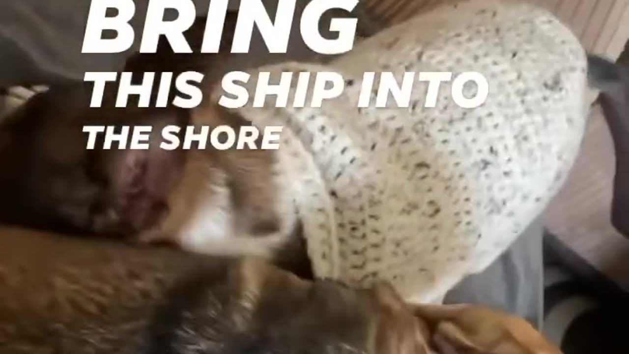 A dog meeting his sister after a long separation is a very touching shot. It is an indescribable joy