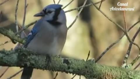 5 Most Common Bird Calls Of North America _ NatureSpeaks.