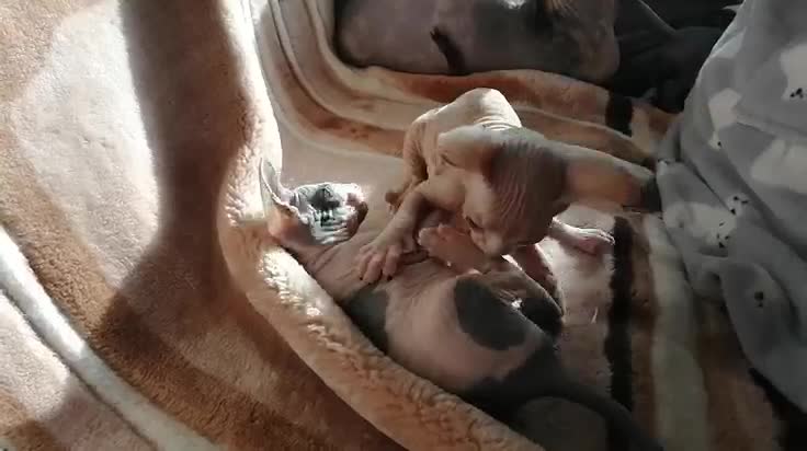 Bald kittens playing