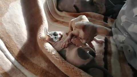 Bald kittens playing