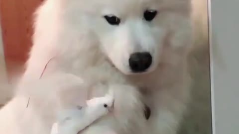 A nice Samoyed. It's so cute