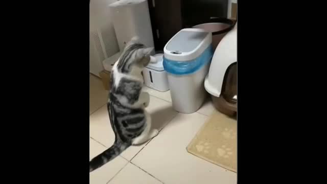 Funny cats part 02