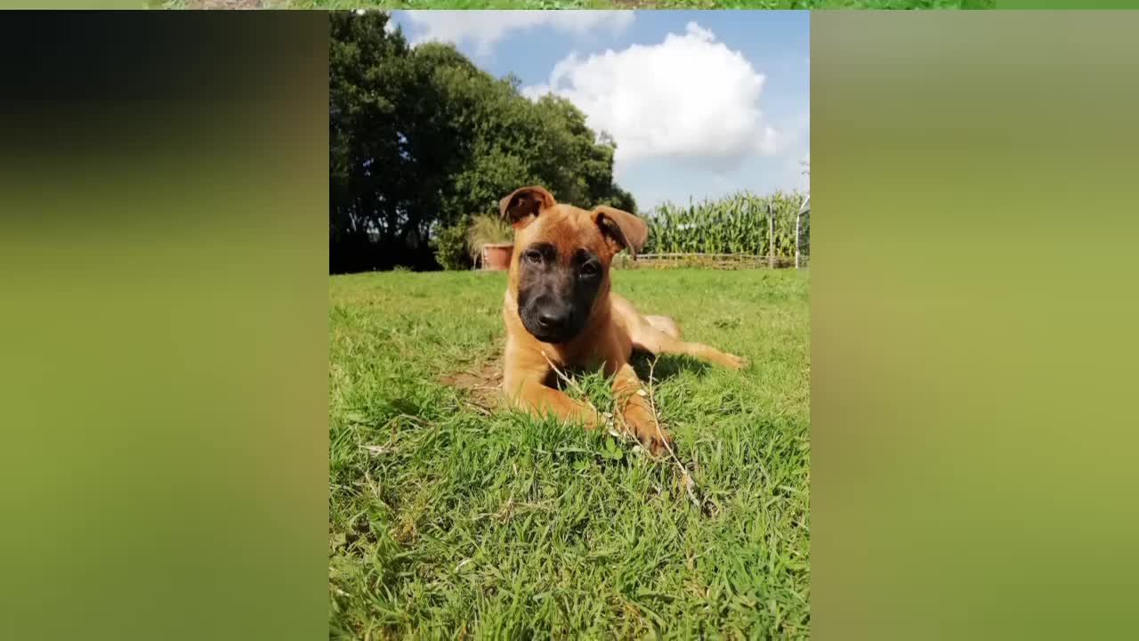 Staffordshire Bull Terrier