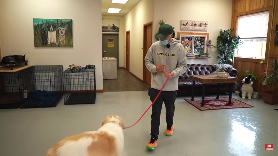 OUCH! THIS DOG PULLS OWNER DOWN TO THE GROUND!