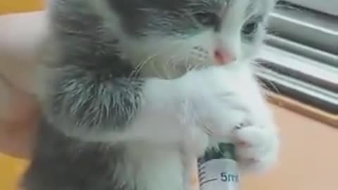 Cute cats videos around the world#12