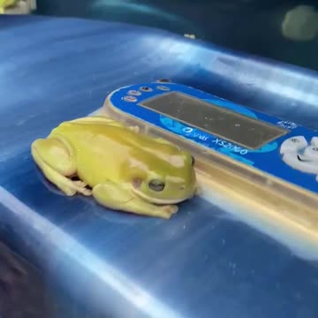 Green Frogs swimming in the plunge pool