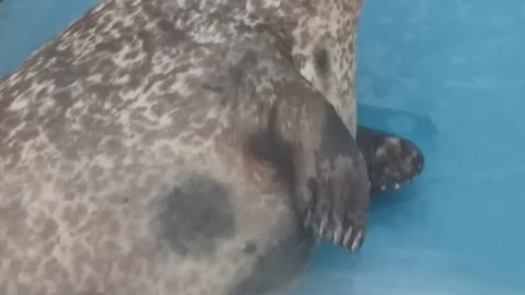 Do cute seals have eye pain?