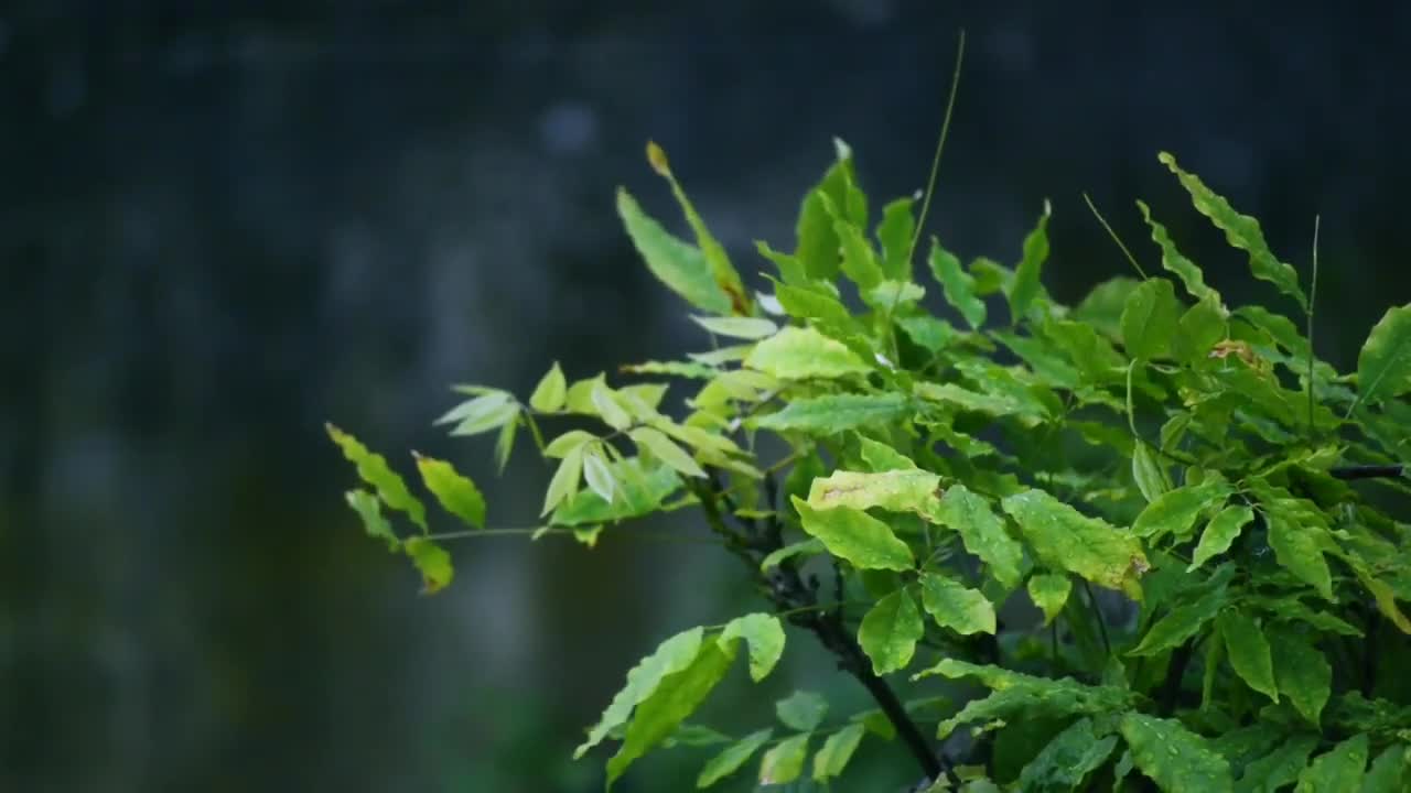 5 Minute Rain Sound For Deep Sleep _ Relaxation _ Calming Music