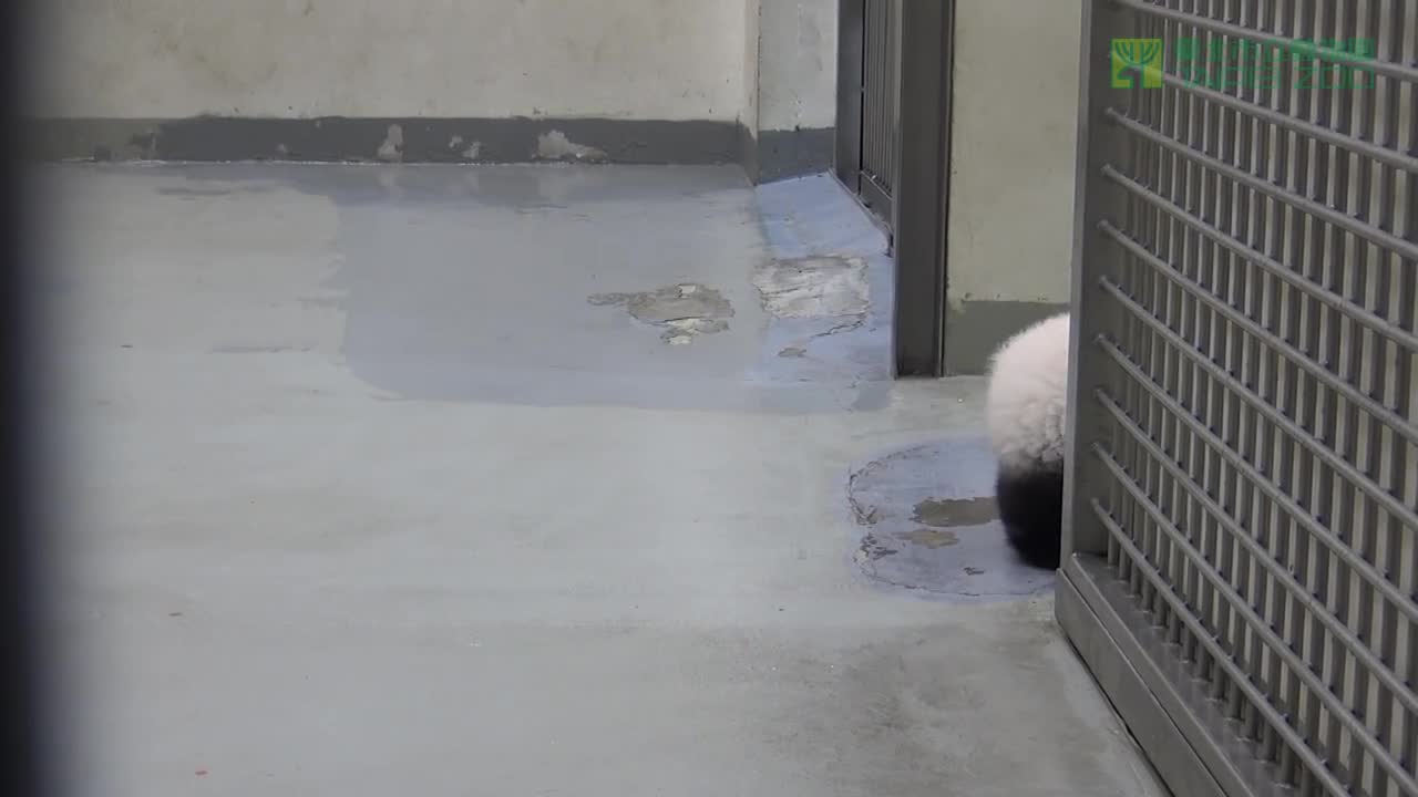 Giant Panda Mom Puts Baby Back To Bed