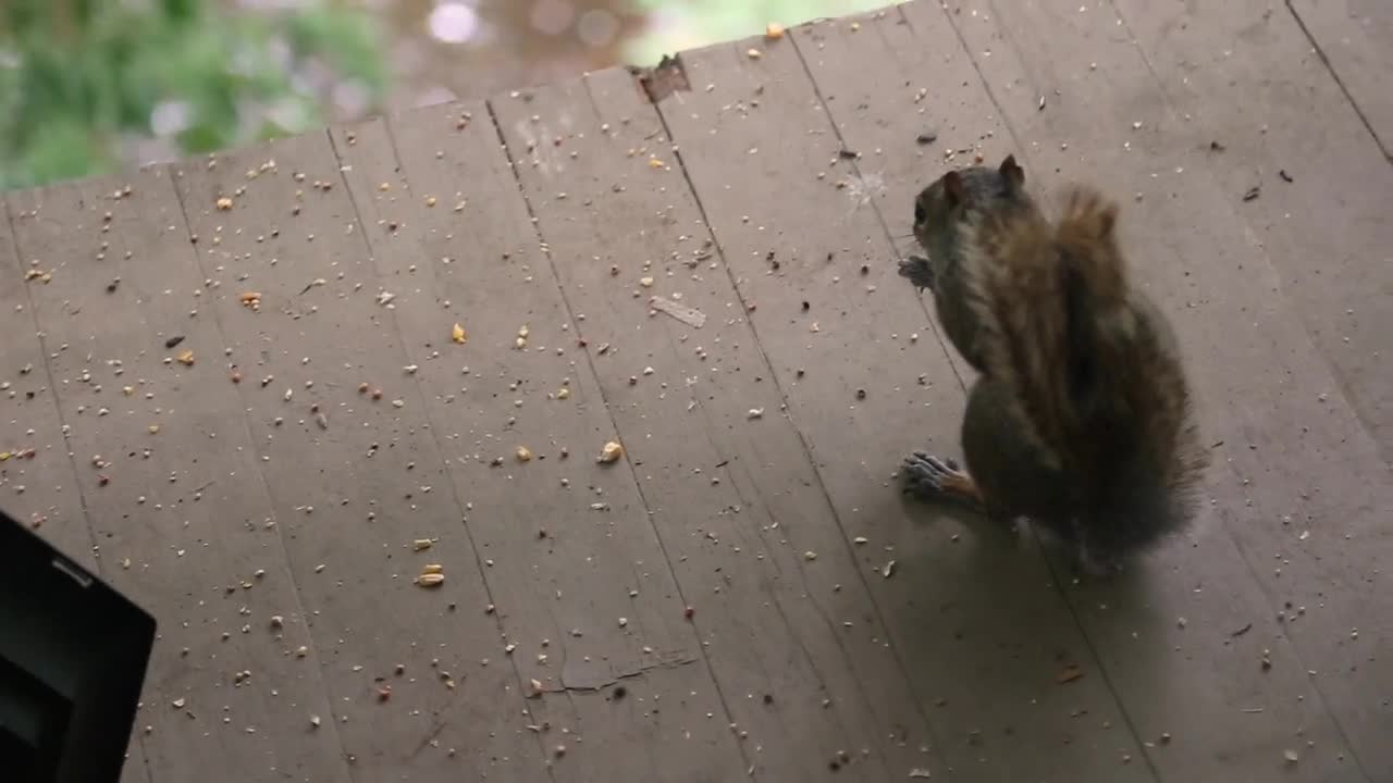 Two Squirrels eat from the remains of a broken bird feeder