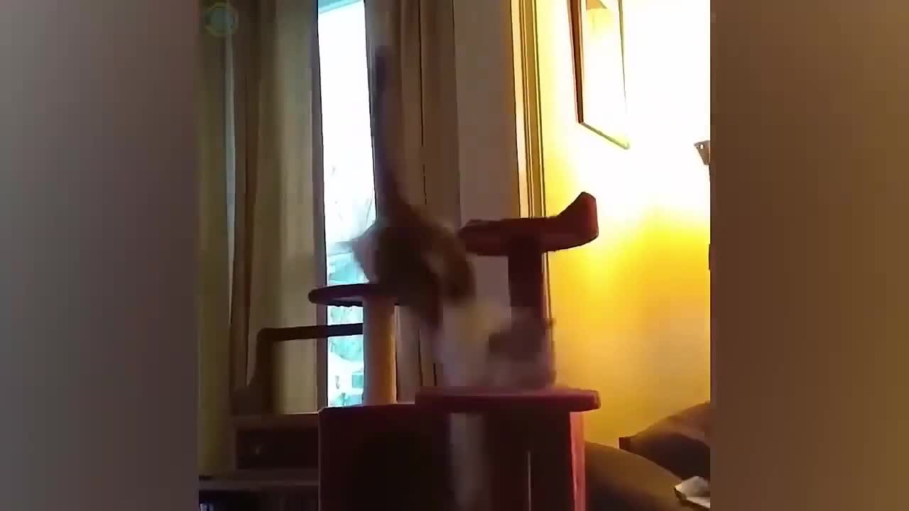 Funny Animal Vids That Will Make Your Day