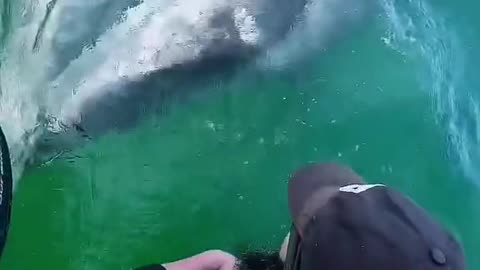 Humpback whales and son give swimmers an unforgettable experience