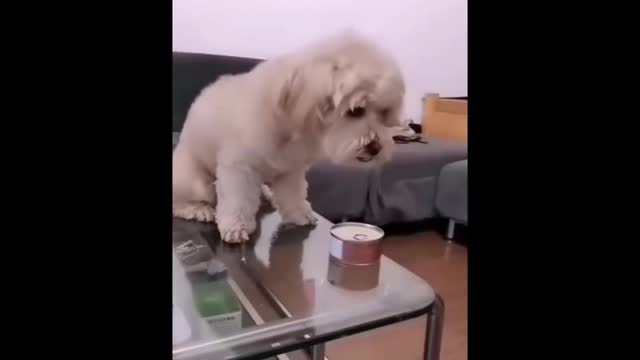 #funny #dog #puppy Funniest & Cutest Labrador Puppies