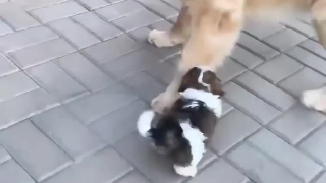 Cute baby dog playing with his mom